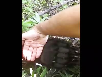 Bear Kills IDIOT When Trying to Pet it