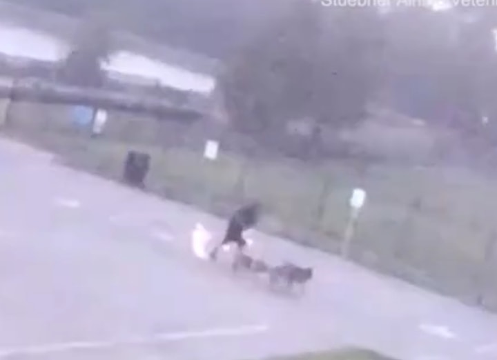 Guy Walking His Dogs Struck by Lightning