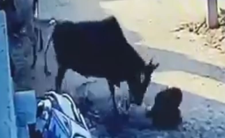Kid Gets Stomped to Death by Bull