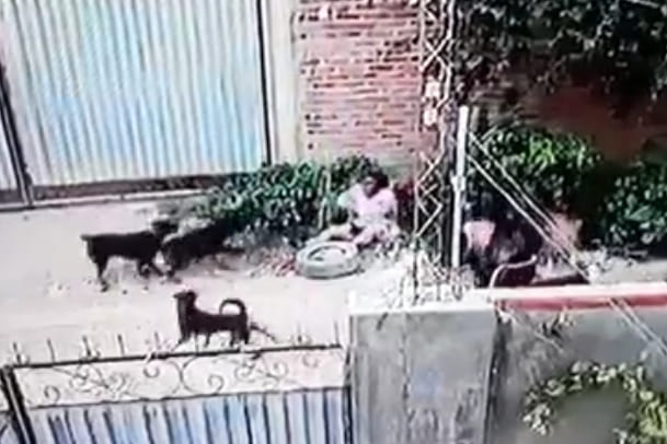 Woman Attacked by Pack of Dogs