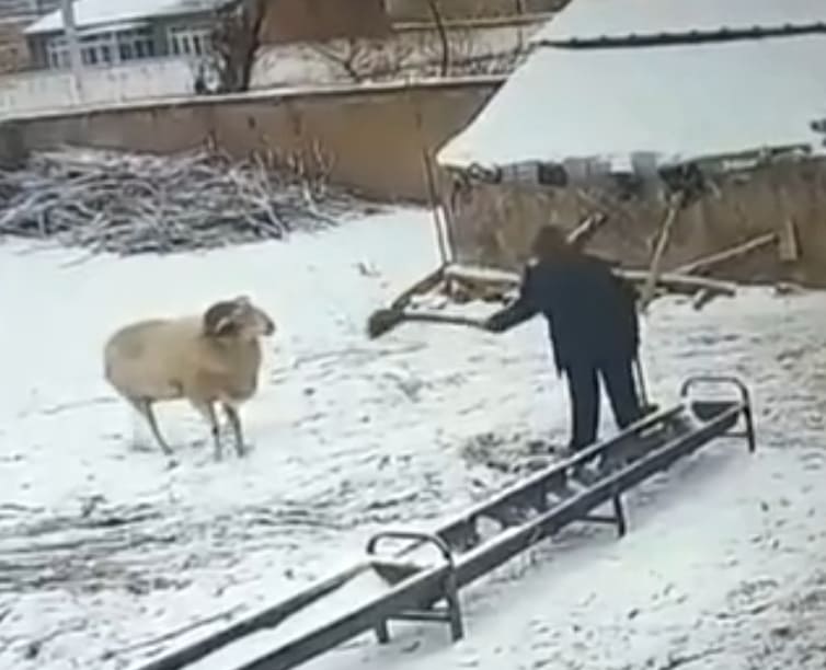 Old Dudes Whole Day Fucked Up By Angry Ram