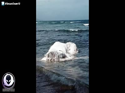 CREEPY Sea Monster Discovered On Philippine Beach 