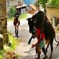 OMFG: Bull Attacks Woman From Behind...LOL, But not How You're Thinking