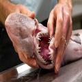 'Don't Go In The Water!' The Rare & Incredibly Ugly Goblin Shark Will Have You Crying Tears Of 'Nope'