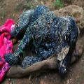 Dog Gets Covered In Hot Tar, Turns Into A Rock--Then Gets Rescued, Then Your Heart Melts