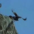 Incredible Video Shows Eagle Kill a Goat by Dragging it off Huge Cliff and Dropping it