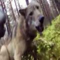 Wolf Attacks Dog and It's All Filmed on a GoPro