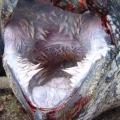 15 of the Most WTF Things in Nature (After Clicking Scroll Down)