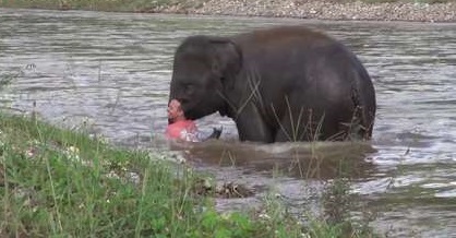 AMAZING: Elephant Rushes into River to Save Mans Life