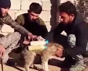 Suicide PUPPIES? Horror Footage Shows Tiny Dog â€˜Strapped with Explosives by Scumbag ISISâ€™