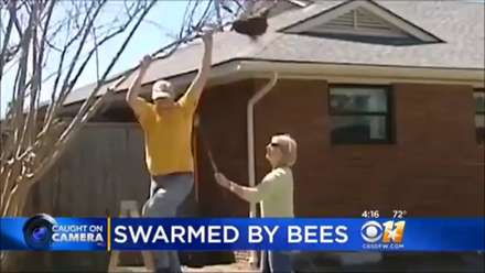 Killer Bee's Attack Allergic Man While News Cameras are Filming