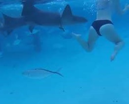 Groom Films Horrific Moment Wife is Attacked by Shark