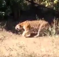 Tiger Crashes Wedding and Mauls Woman to Death.