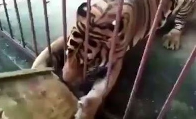 Tiger Mauling at Zoo