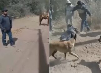 Thief Tied Up & Mauled By Dogs After Caught By Land Owner