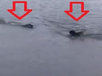 Swimmer Attacked by Huge Alligator While swimming in a Brazilian Lake