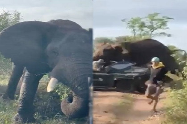WILD: Safari Goes Horribly Wrong as Elephant Attacks