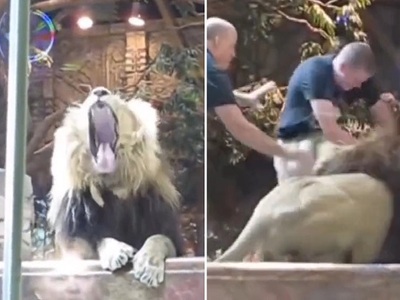 DAMN: Lion Attacks Handler... But Then....