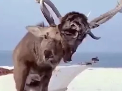 The Most Feared Elk has another Elk Face Impaled onto his Antlers....