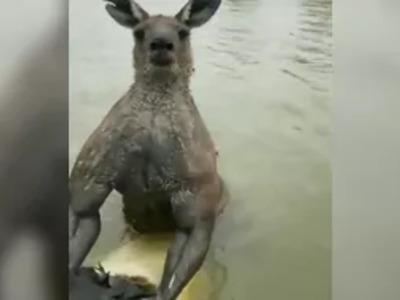 Muscular Kangaroo vs. Man trying to Save his Dog