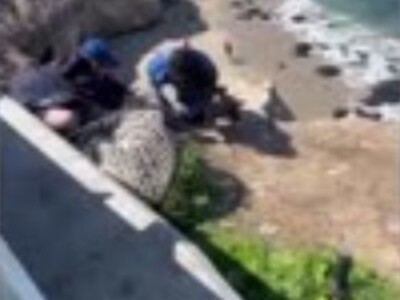 SHOCK: SeaWorld Employees Kill a Seal They're Trying To Rescue