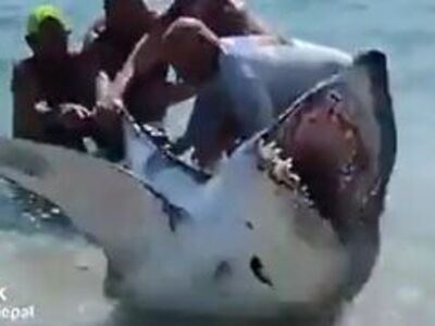 SO COOL: Stranded Shark Gets Rescued