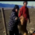 Freak is cheating on his wife with a horse