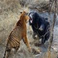 Absolutely Incredible Tiger vs Bear Battle