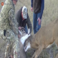 COOL: Hunters Help a Young Doe Get Untangled from Another Deer that Was Ripped apart by Foxes