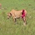 Kenyan Vets Try To Save A Lioness Who Almost Has Her Leg Ripped Off! (*Warning* Graphic)