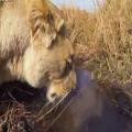 AWESOME Video Shows a Gopro Attached to a Lioness .. Includes her Killing a Buck During a Hunt