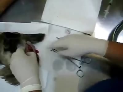 Poor Dog has Large Tumor Removed from His Head...