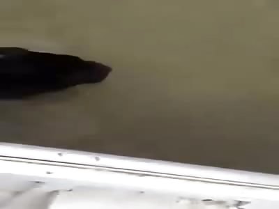 Complete Assholes Killing a Rare Black Cougar Crossing a River