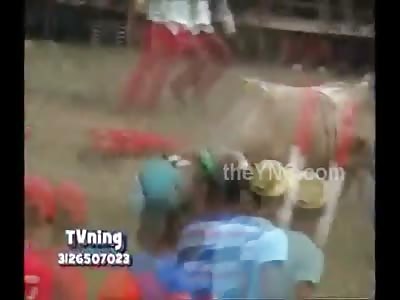 Another Drunken Idiot Receives Animal Kingdom Justice From Pissed Off Bull