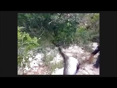 HUGE Snake Eats another Snake in Bizarre Video But Dies (Watch them Open it Up)