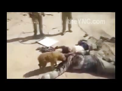 Stray Dogs Feasting on the Dead Body of Sunni Soliders