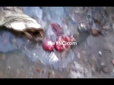 Disgusting Video shows a Dead Baby Fetus found in a Puddle of Dirty Water (Graphic Video) 