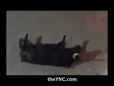 Powerful Bull First Kills another Bull, then Kills an Unlucky Man Caught on the Street 