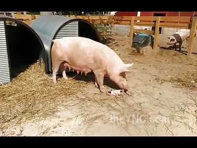 VERY Bizarre and Really Fucked Up Video of a Mother Pig Literally Eating a Baby Pig