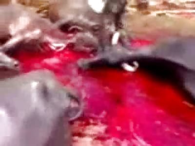 Smiling Assholes make Home Video as they Butcher Cattle in a Bloody Mess 