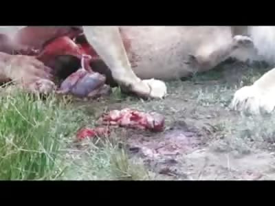 Pack of Lions Kill a Pregnant Warthog and Eat its Alive Babies