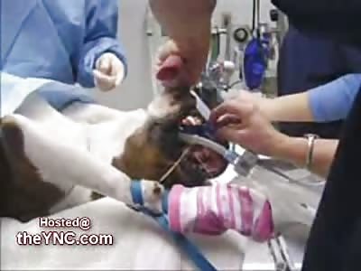 Dog swallowed an Entire 24 inch Swiffer Sweeper