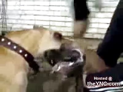 Two pissed off Pit-bulls start fighting each other as the owners try to prying them apart.