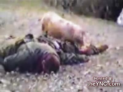 Video Shows a Pig Eating a Serbian Solider and then get Shot by Troops