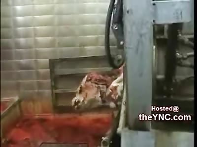Gruesome Practice of Islamic Halal Slaughter (Video is Graphic)