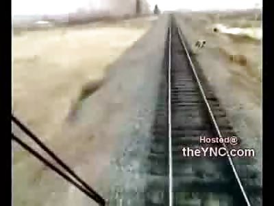 Oh My Goodness: Entire Herd of Cows nearly Derails Train