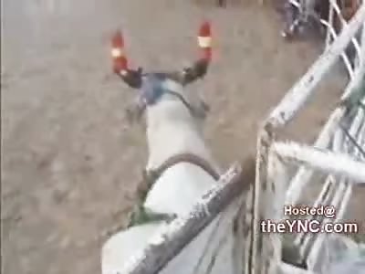 HILARIOUS: Fat Drunken Mexican Stumbles onto the Rodeo and gets Trampled Again and Again...