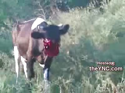 HOLY SHIT!! Must See....Cow Loses Face in Train Accident...Still Standing and Looking Around