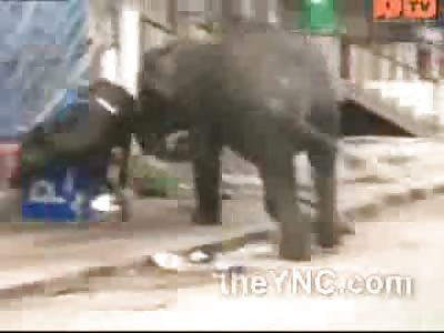 Two Wild Elephants go on a Rampage ... Stomp One Man to Death