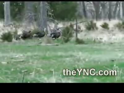 AMAZING: Awesome Hunter Kills Three Birds with one Bullet